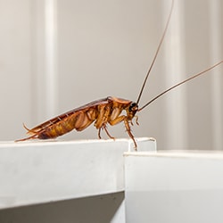 cockroach exterminator san antonio