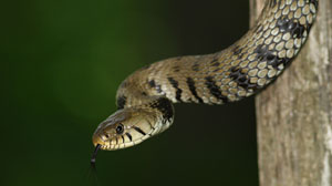 snake pest control san antonio