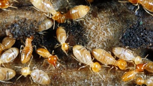 Termite Pest Control San Antonio