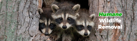 Humane Wildlife Removal