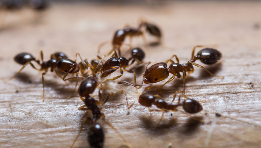 group of fire ants gathering around food on a table