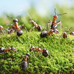 ant control company san antonio