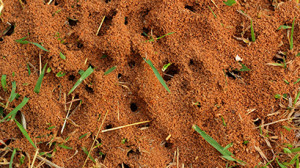 fire ant control san antonio tx