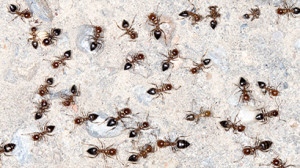 Ant Control San Antonio TX