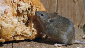 rat extermination company rodent removal pest control san antonio
