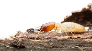 Termites infestation San Antonio Termite Control Company