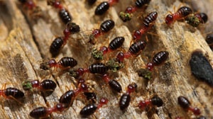 Termite Control San Antonio