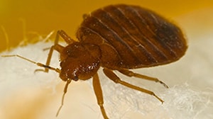 cockroach removal san antonio tx