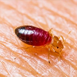 Bed Bug Removal in San Antonio