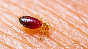 bed bug removal san antonio tx