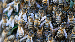 Bee hive removal bee hive removal san antonio tx