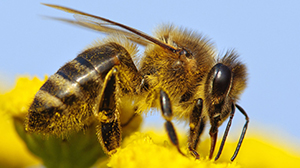 Get rid of bee bee removal in san antonio