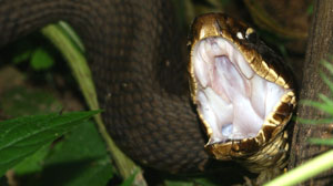 cotton mouth snake pest control san antonio
