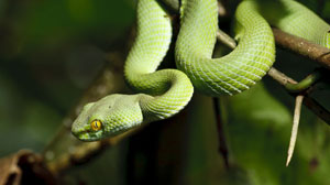 garden snake pest control san antonio