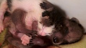 Apple Pest Control Wildlife Removal humane raccoon wildlife removal in san antonio tx