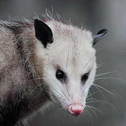 humane wildlife control in san antonio