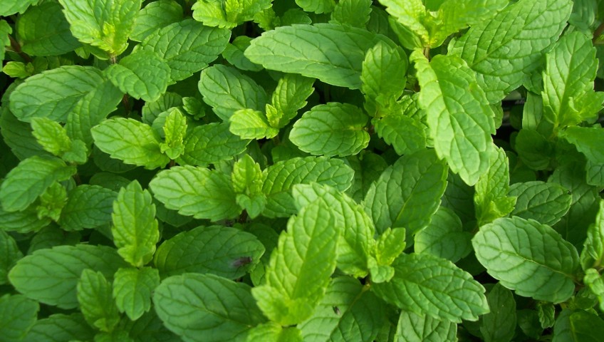 prevent pests with mint