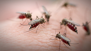 San Antonio and Helotes Mosquito Control mosquito treatment san antonio