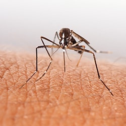 mosquito pest control san antonio