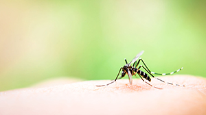 mosquito control san antonio tx