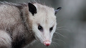 wildlife removal opossum removal in san antonio