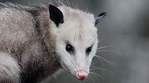 Wildlife Removal wildlife removal opossum removal in san antonio