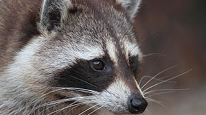 wildlife removal raccoon control san antonio tx