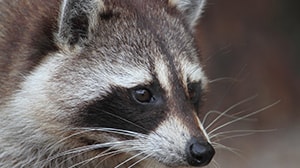 Wild Animal Exclusion wildlife removal raccoon control san antonio tx