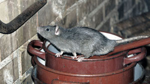 rat removal apple pest control san antonio