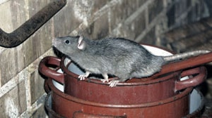 San Antonio Pest Removal company rat removal apple pest control san antonio