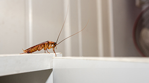 cockroach removal san antonio tx