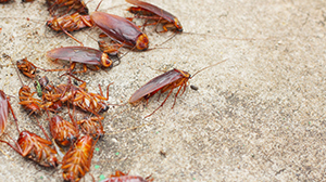 cockroach exterminator in san antonio