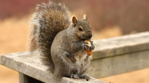 squirrel pest control san antonio