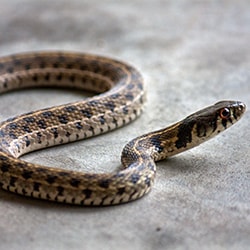 snake removal san antonio