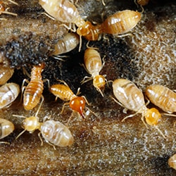 termite control company in San Antonio