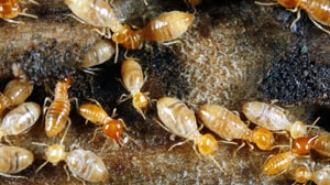termite treatment company in San Antonio Termite Pest Control San Antonio