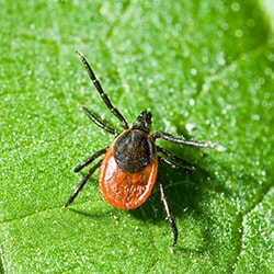 tick pest control san antonio