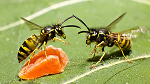 wasp control in san antonio