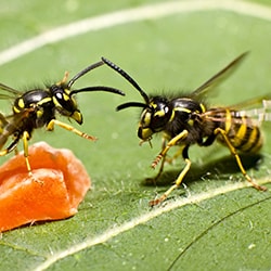 wasp pest control san antonio