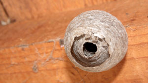 wasps nest pest control san antonio