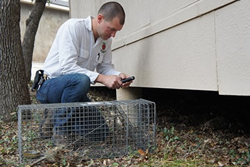 Wildlife Removal San Antonio