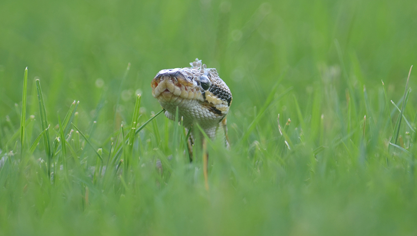 Snake removal in San Antonio