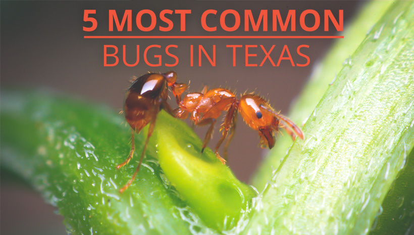 Most common Texas insects