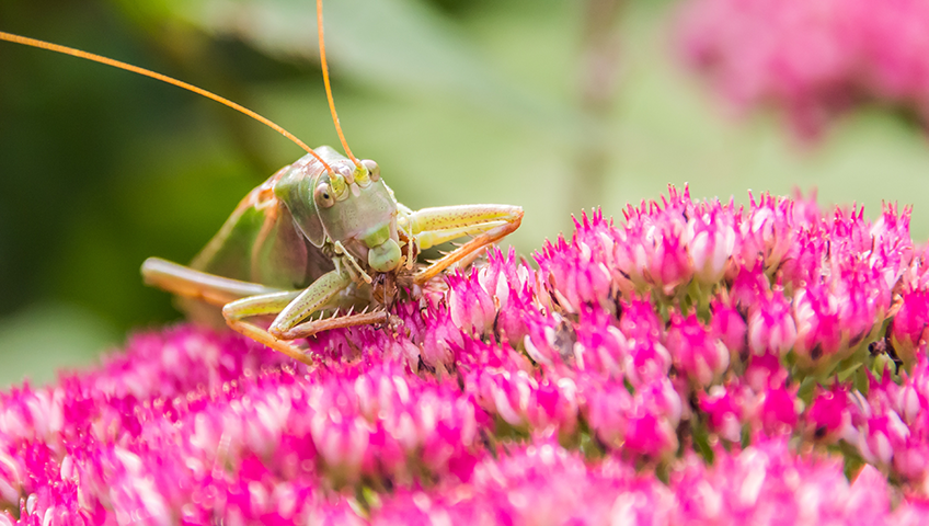 Insect diets