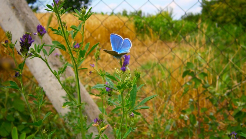 Rare insects