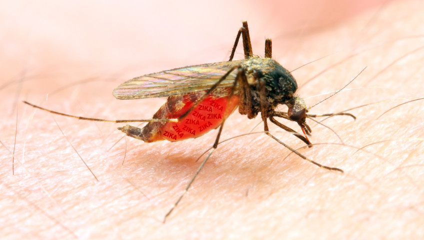 Mosquito clearance transmitted diseases