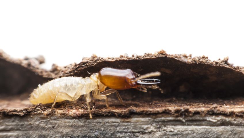 how to treat termites