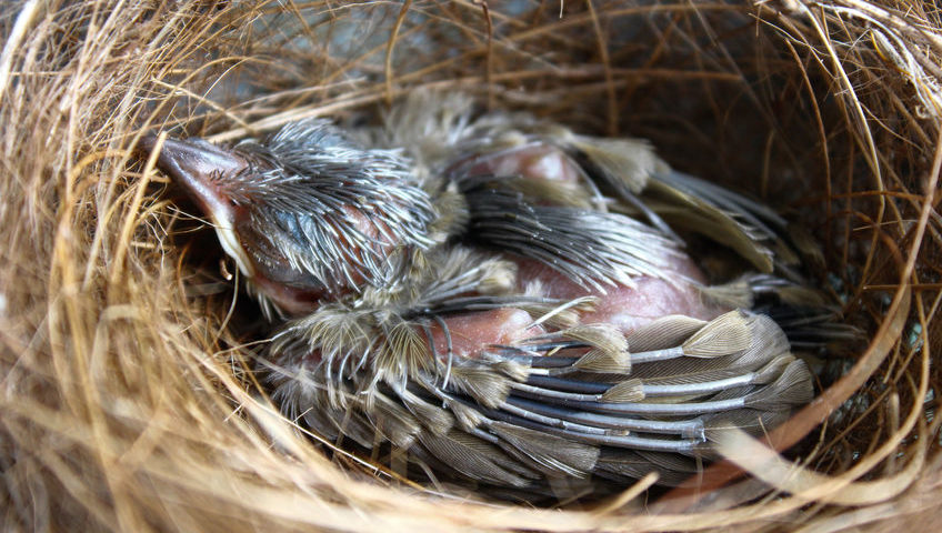 What to do if you find a baby bird