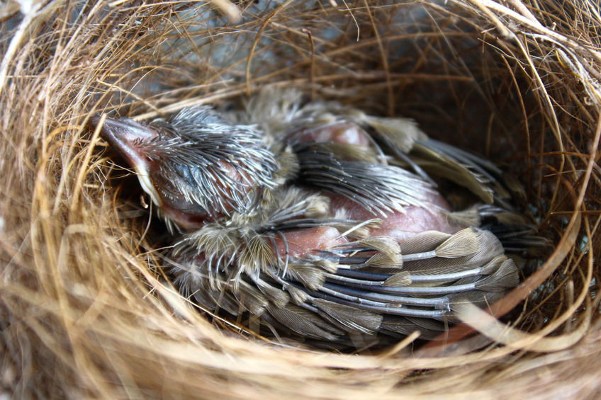 Baby Birds Out of the Nest