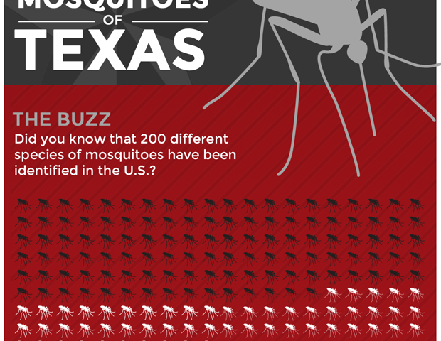 Common Texas Mosquitos
